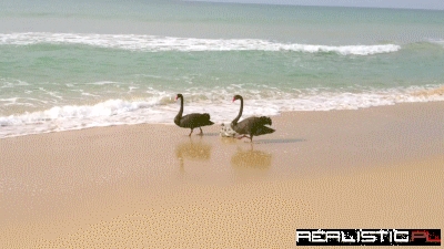 Swan Family Beach Outing