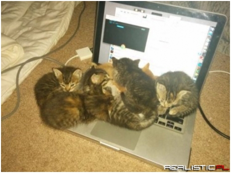 The Bigger Ones Come with More Kittens