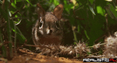 The Cutest Little Sniffer