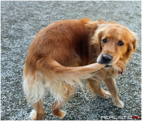 The dog all puppies aspire to be