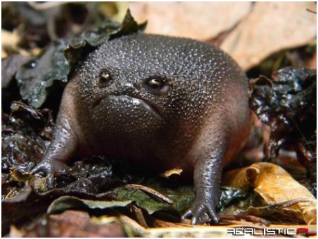 THIS AVOCADO IS FURIOUS