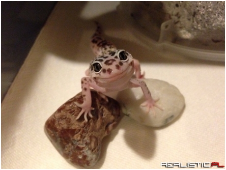 This is so cute I want a leopard gecko