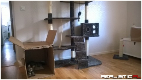 This little piece of shit has been enjoying his brand new box for 3 hours straight
