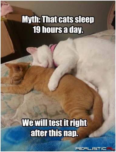 Unless We Decide To Take A Post Nap Power Nap