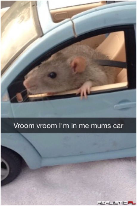 Vroom vroom
