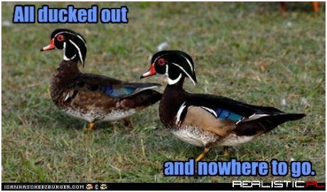 We Got Our Best Plumage On and Everything