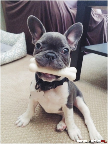Where's the Dinner Party, I Brought a Bone to Share
