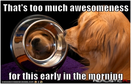 Who's A Good Boy