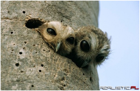 Who-Who-Who's There