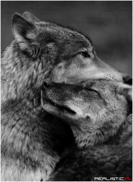 Wolfs love