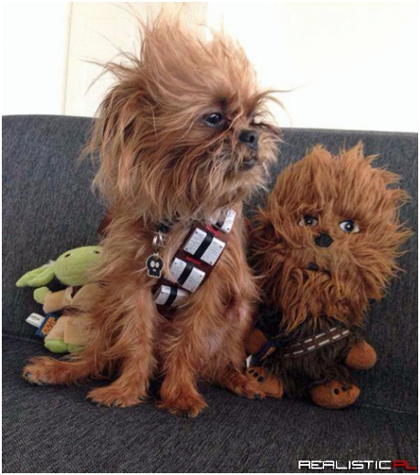 Won 3rd place at a Petco Star Wars contest