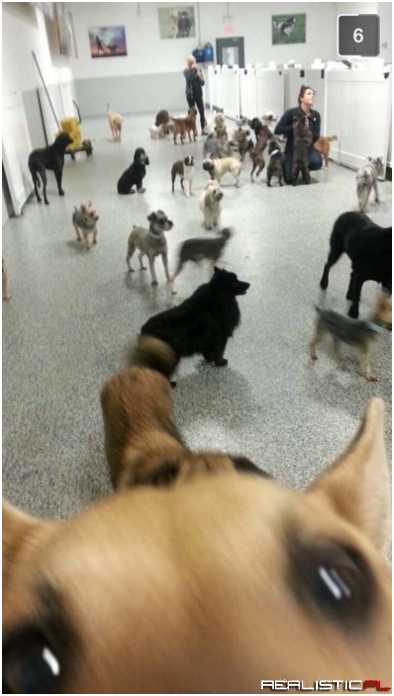 Working With These Coworkers Must Be Ruff