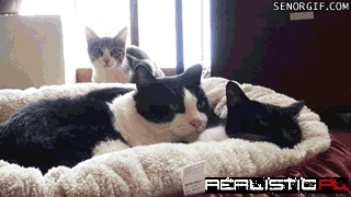 You Can Do It, Kitty