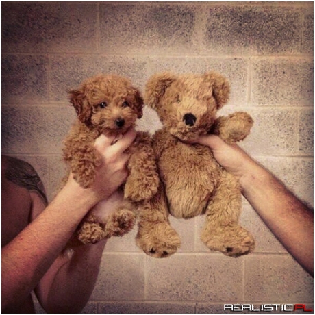 You Don't Have To Choose, Cuddle Them Both!