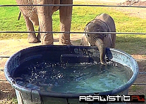 Young elephant