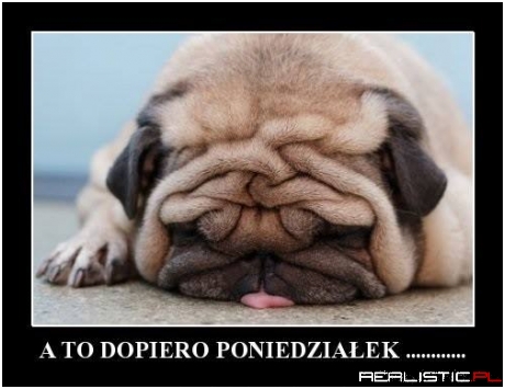 A to dopiero poniedziałek ...