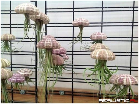 Air plants