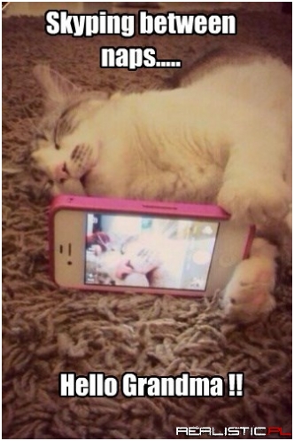Also Napping During Skypes