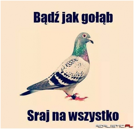 Bądź jak gołąb
