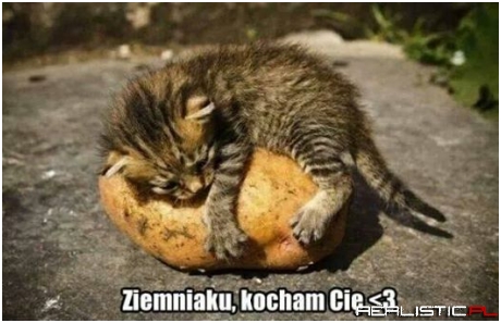 Biedny kotek