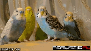 Birds of a Feather