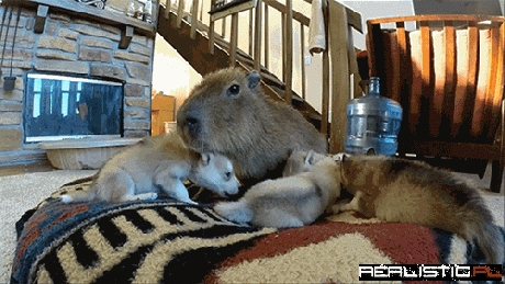 Capybara and Her Puppies