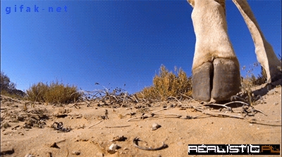 Giraffe From a GoPro Point of View