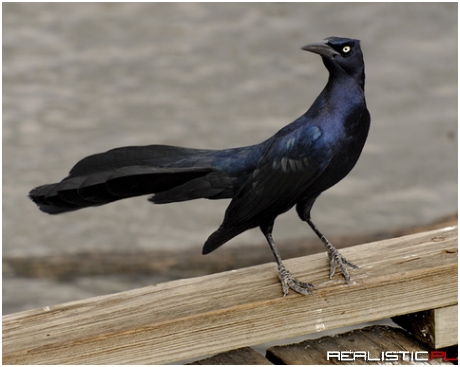 Grackles are such fancy asshole birds