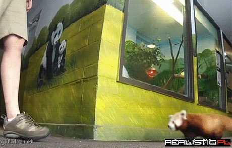 Hi There, Red Panda!