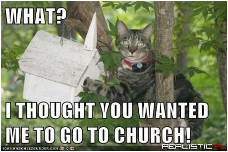 Just Dipping My Paw In the Collections