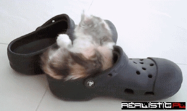 Kitten in Crocs
