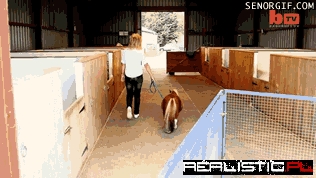 Little Dwarf Horse is Terribly Cute