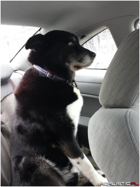 My dog