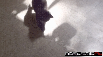 Playin' With an Invisible Toy