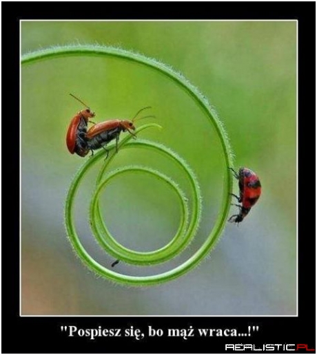 Pośpiesz się...