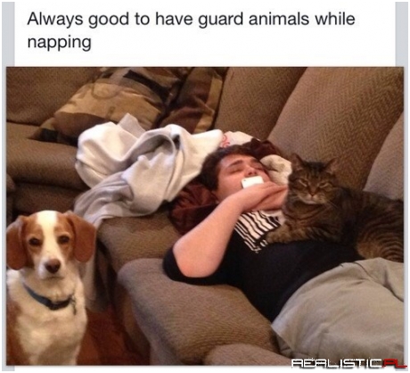 The Guardians of the Nap Attack