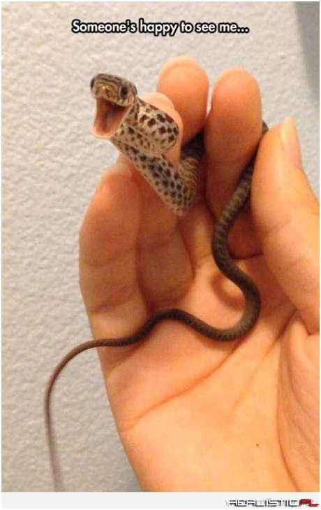 The happiest snake image