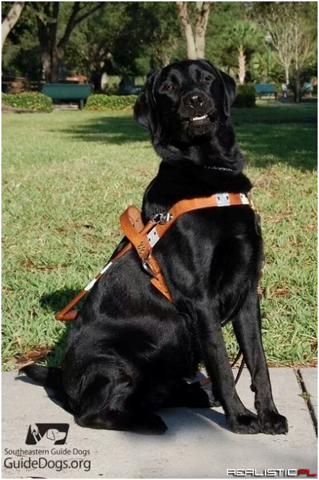 The Proudest Dog, Ready to Work!