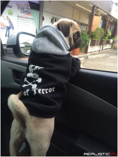 The Pug Life