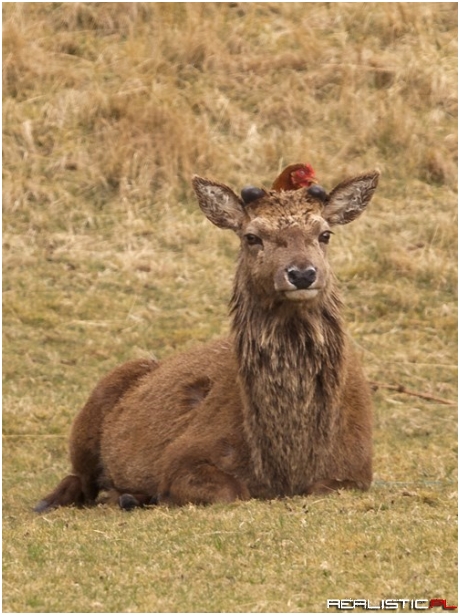 This Deer and Chicken Are Total BFFs and It's Adorable