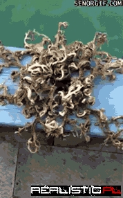 This is Was Found in The Ocean