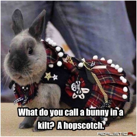 A Punny Bunny is Not So Bad