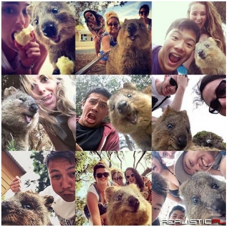 All the Quokka Selfies!