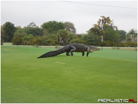 Anyone Want To Tee Off Against This Giant Golfin' Gator