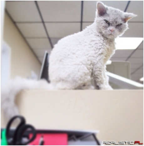 Caption Pompous Albert - The Adorable Angry Cat!