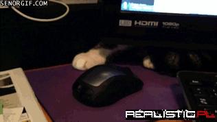 Cat And Mouse Games