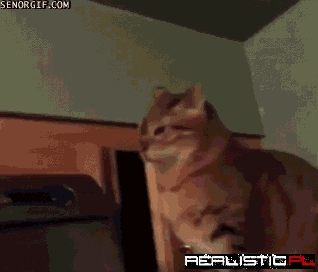 Cats Are Total Dicks