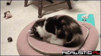 Cats Toy Around With Portals
