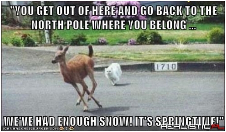 Ceiling Cat Deals With Winter at Last