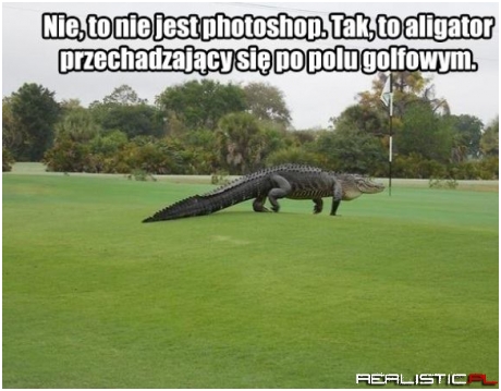 Chodząca reklama lacoste - kto bogatemu zabroni